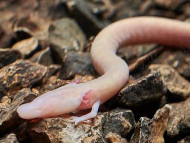 Thế giới - Loài "rồng con" ở châu Âu: 7 năm ăn một lần, sống thọ như người