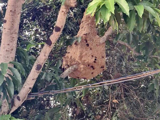 Tin tức trong ngày - 1 tuyến đường Sài Gòn, phát hiện hơn 10 tổ ong vò vẽ