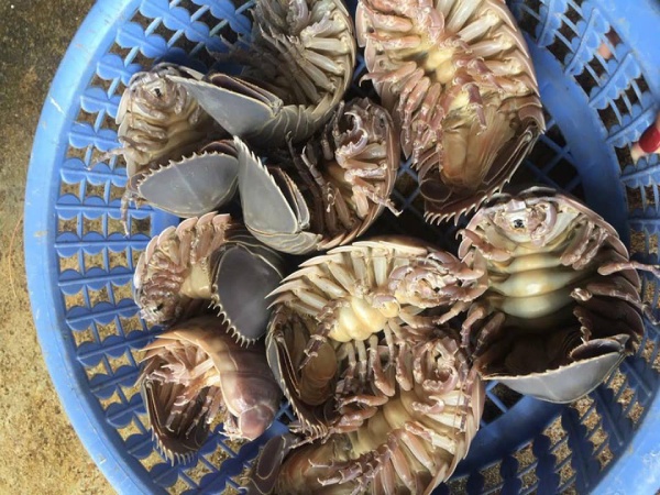Việt Nam có loài hải sản xấu xí nhưng ngon hơn tôm hùm, 2,5 triệu/kg có tiền cũng khó mua - 3