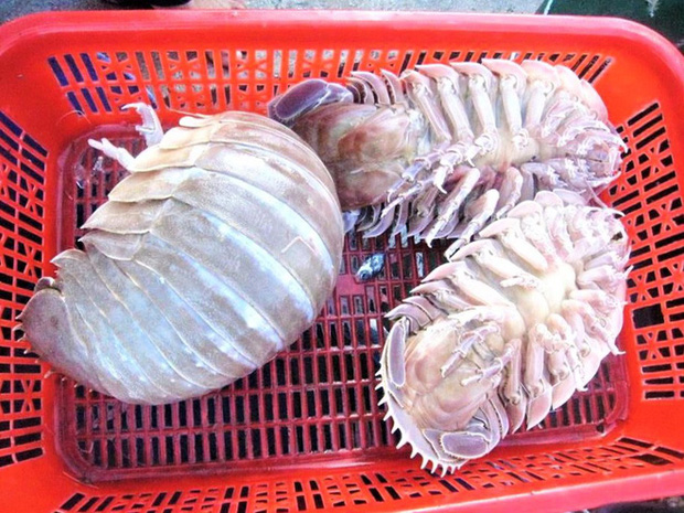 Việt Nam có loài hải sản xấu xí nhưng ngon hơn tôm hùm, 2,5 triệu/kg có tiền cũng khó mua - 2