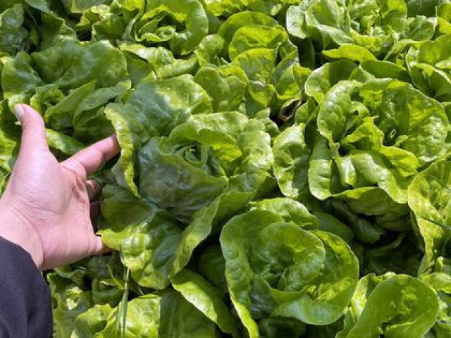 Thị trường - Tiêu dùng - Mê mẩn vườn rau xanh tốt của mẹ bỉm sữa Thủ đô, vừa ăn vừa bán kiếm bộn tiền