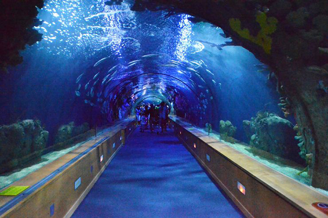 Đường hầm Thủy Cung, Tây Ban Nha: Đường hầm dài hơn 230m này nằm trong trung tâm sinh vật biển lớn thứ 2 ở châu Âu. Tại đây, du khách có thể chiêm ngưỡng nhiều loài động vật biển.

