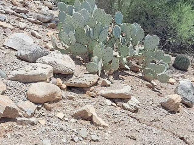 Thế giới - Rắn chuông cực độc "tàng hình" ở bãi đá, dân mạng tìm mãi không ra