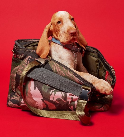 Thời trang thú cưng lên ngôi mùa Giáng sinh - 2