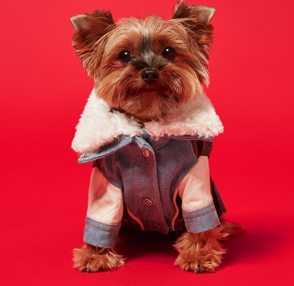 Thời trang thú cưng lên ngôi mùa Giáng sinh - 1