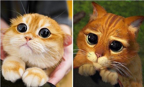 Clip: Chú Mèo Với Đôi Mắt Khẩn Cầu Trở Thành Ngôi Sao Instagram