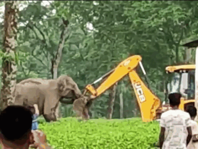 Media - Clip: Voi mẹ hùng hổ lao tới "đánh nhau" với máy xúc để bảo vệ con