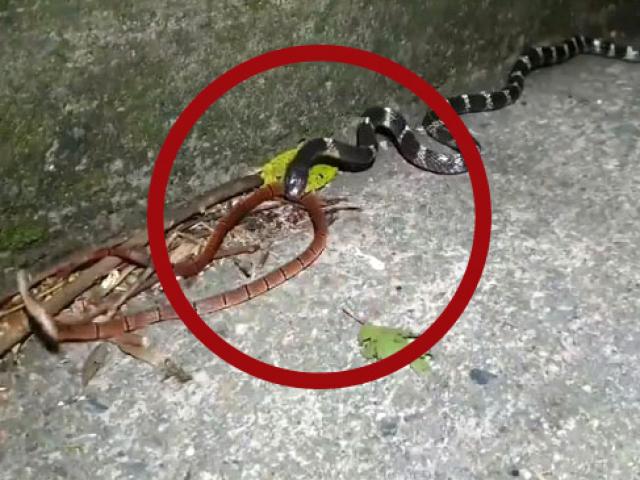 Media - VIDEO: Hung thần rắn cạp nong đại chiến "nảy lửa" rắn san hô