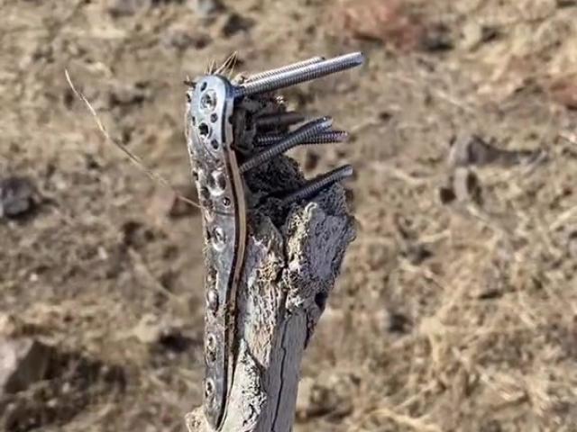 Thế giới - Mỹ: Nhặt mảnh xương có gắn kim loại, bất ngờ khi biết sự thật