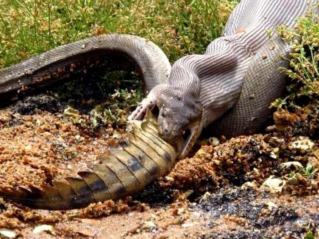 Media - Trăn khủng tham lam nuốt gọn cá sấu và cái kết bi thảm