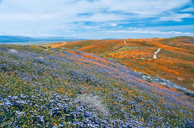 Thung lũng Antelope, California, Hoa Kỳ: Vào mỗi mùa xuân, mẹ thiên nhiên lại đem tới một màn trình diễn thực sự quyến rũ ở trung tâm của thung lũng Antelope, California. Đến đây, du khách sẽ được chiêm ngưỡng hệ thực vật đầy các màu sắc rực rỡ. 
