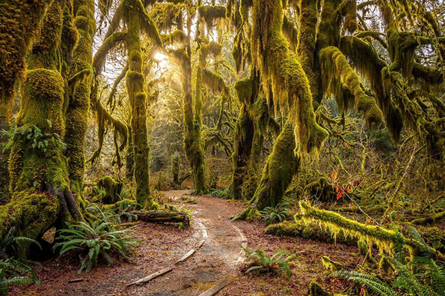 Rừng mưa Hoh, Washington, Mỹ: Rừng mưa Hoh là một trong những khu rừng mưa ôn đới lớn nhất của Mỹ và là nơi thể hiện sự yên bình của các loài động thực vật. Hơn 1.000 năm tuổi, khu rừng này được bao phủ bởi những loại rêu và dương xỉ độc đáo, trong khi những cây vân sam sitka và cây huyết dụ có thể đạt đến độ cao 95m.
