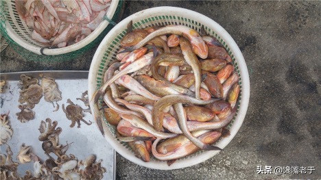 5 loại cá vừa ngon vừa bổ người đi chợ thông minh không thể bỏ qua trong mùa đông - 8