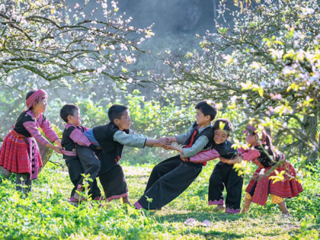 Du lịch - Hoa mận Mộc Châu vào mùa khoe sắc, chọn địa điểm nào để check in đẹp nhất?