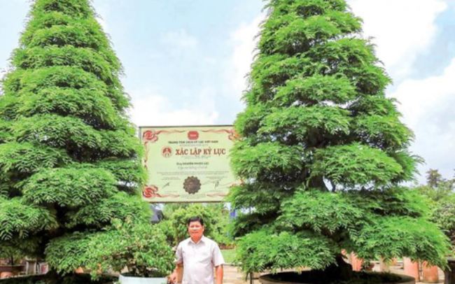 Trung tâm sách kỷ lục Việt Nam đã xác lập đây là “Cặp me kiểng cổ nhất” được sửa theo lối sơn thủy với tuổi thọ 150 năm. Chính vì vậy, nó có giá trị “khủng” lên tới 200.000 USD, tương đương hơn 4,2 tỷ đồng.
