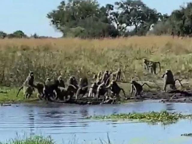 Media - Khỉ đầu chó "liên thủ" tấn công cá sấu để giải cứu đồng loại