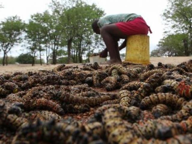 Thị trường - Tiêu dùng - Con vật đáng sợ nhìn rùng mình, hốt về phơi khô kiếm tiền triệu