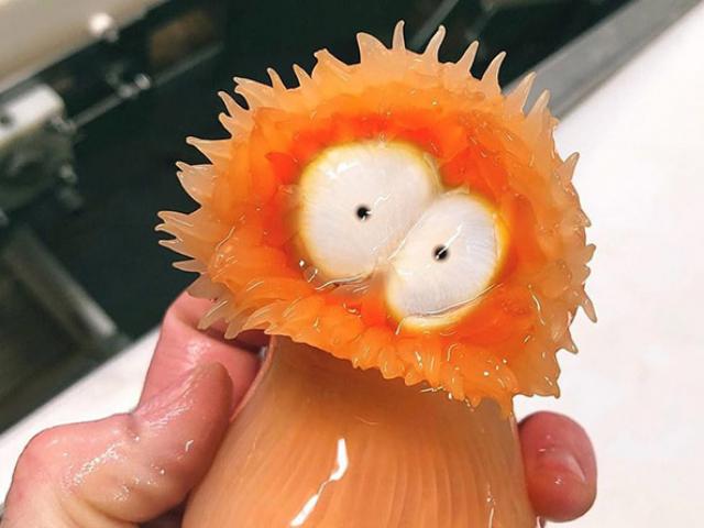 Ẩm thực - Choáng với những sinh vật có hình dáng kỳ quái được đánh bắt ở biển Đại Tây Dương