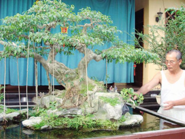 Vào năm 2006, giải vàng trong cuộc thi Festival cây cảnh đã thuộc về cây sanh phu thê này.
