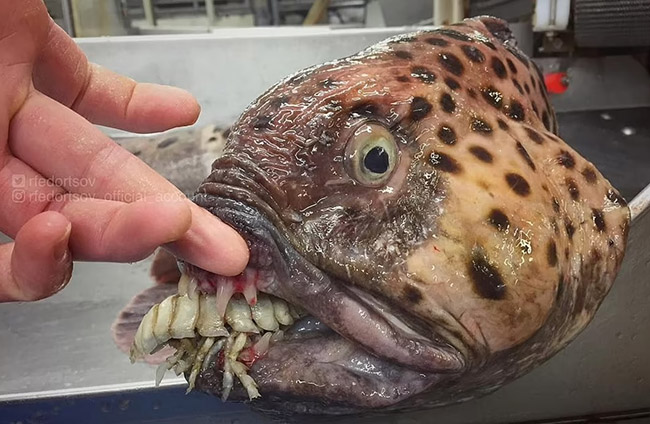 3. Con cá mặt quỷ này có hàm răng đáng sợ, không chắc có nhiều người dám ăn nó.
