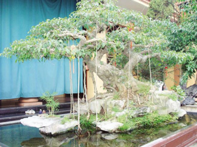 Sau đó, từng có người hỏi mua cây sanh phu thê với giá “khủng” lên tới 6 tỷ đồng nhưng ông Hiền vẫn nhất quyết không bán.

