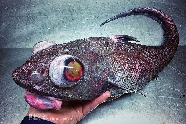 4. Con cá này có đôi mắt lồi đáng sợ và bộ vảy có màu kỳ lạ. Nhiều người thắc mắc liệu ăn nó có bị ngộ độc không.
