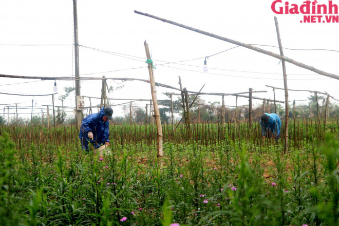 Ghi nhận của PV tại xã Phú Mậu (TP Huế, tỉnh Thừa Thiên Huế) một trong những vùng trồng hoa nổi tiếng phục vụ cho thị trường hoa Tết ở Huế, người dân đang tất bật ra đồng để chăm sóc hoa.