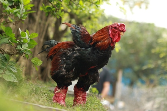 Những con gà Đông Tảo dùng làm gà biếu thường có giá lên tới vài triệu đồng, thậm chí hàng chục triệu đồng mỗi con.
