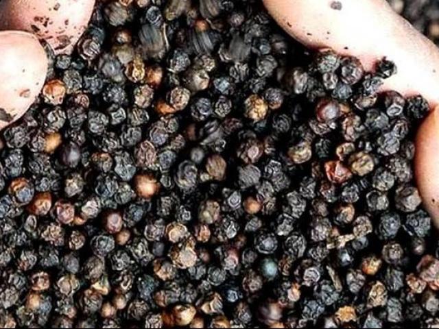 Thị trường - Tiêu dùng - Giá “vàng đen” giảm mạnh, Việt Nam vẫn là nhà cung cấp lớn nhất của Mỹ