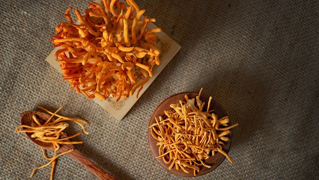 Giống như nhụy hoa nghệ tây, đông trùng hạ thảo cũng là loại dược liệu quý được các đại gia Việt chọn làm quà biếu tặng mỗi dịp Tết đến xuân về.
