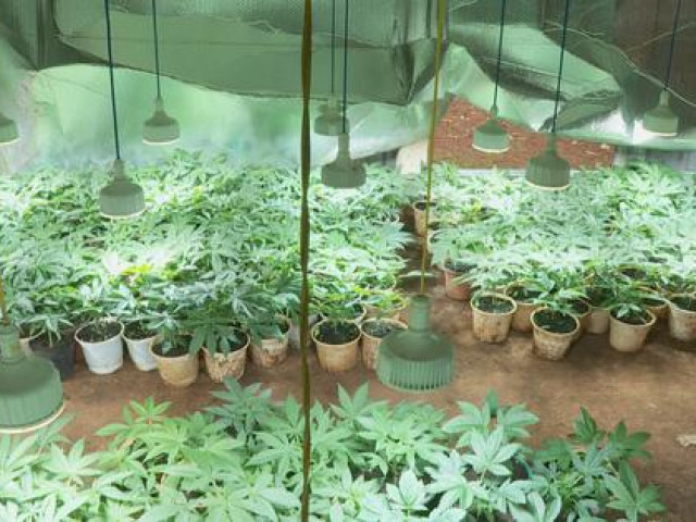 Pháp luật - Trồng cần sa trái phép, khai để cho… gà ăn!