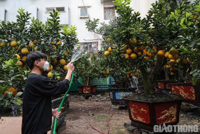 Bưởi cảnh cổ thụ giá 50 triệu đồng xuống phố chờ đại gia "đón" về chơi Tết - 9