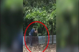 Thế giới - Video: Thợ bắt rắn &quot;toát mồ hôi&quot; với hổ mang chúa dài 4,5 mét
