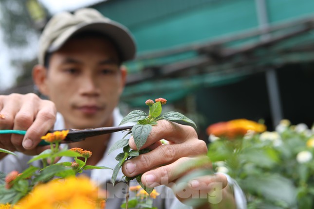 Biến hoa dại thành bonsai tiền triệu thu hút khách mua chơi Tết - 9