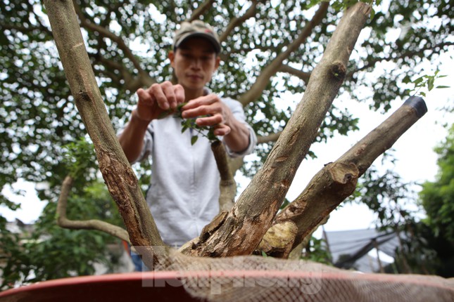 Biến hoa dại thành bonsai tiền triệu thu hút khách mua chơi Tết - 4