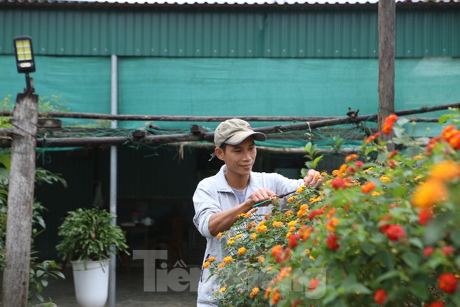 Biến hoa dại thành bonsai tiền triệu thu hút khách mua chơi Tết - 11