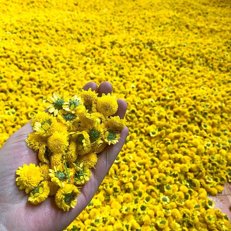 Loại hoa “tiến vua” có giá nửa triệu đồng/kg, dân thi nhau ra đồng hái mang về bán - 6
