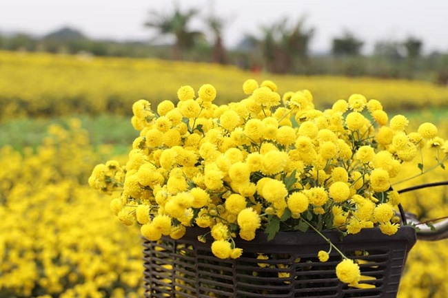 Loại hoa “tiến vua” có giá nửa triệu đồng/kg, dân thi nhau ra đồng hái mang về bán - 4
