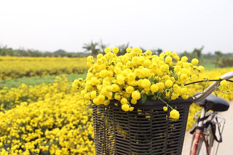 Loại hoa “tiến vua” có giá nửa triệu đồng/kg, dân thi nhau ra đồng hái mang về bán - 9