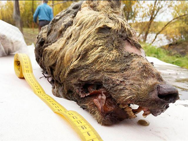 Thế giới - "Tử thần" bị giam giữ ngàn năm ở Bắc Cực có thời cơ trỗi dậy đe dọa thế giới?