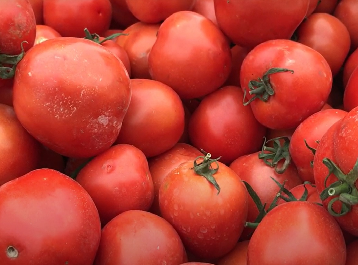 Cà chua gần 2 tuần qua tăng giá đến chóng mặt, có nơi bán đến 60.000 đồng/kg.
