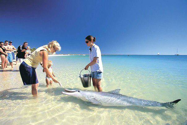 Vùng biển kì lạ ở Úc, cá heo bơi vào bờ chơi với du khách mỗi ngày - 1
