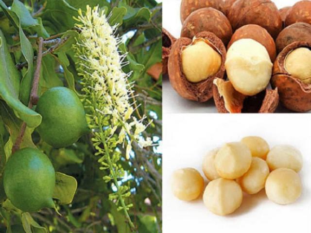 Thị trường - Tiêu dùng - Người Việt chi bộn tiền mua loại hạt đắt nhất thế giới về ăn Tết