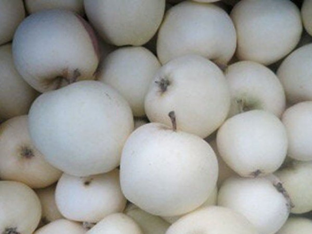 Ẩm thực - Kỳ lạ loại táo "ma" có vỏ màu trắng muốt