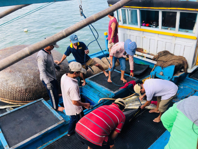 Ngư dân Phú Yên trúng mùa cá ngừ Ảnh: Lê Phong