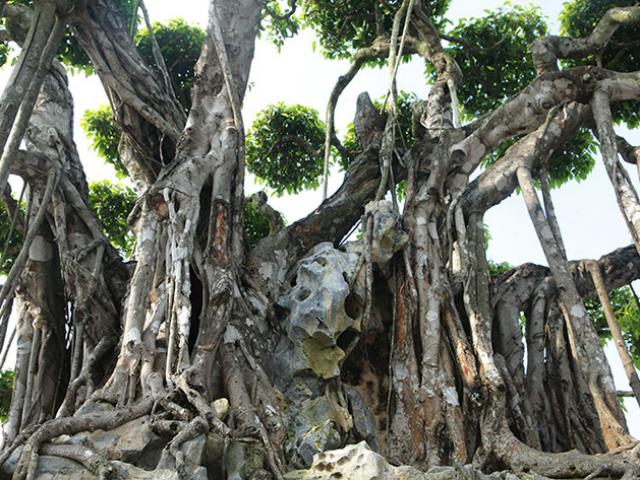 Thị trường - Tiêu dùng - Cây sanh "khủng" vượng tài lộc, khách trả 460 tỷ nhưng đại gia BĐS Thanh Hóa vẫn không bán