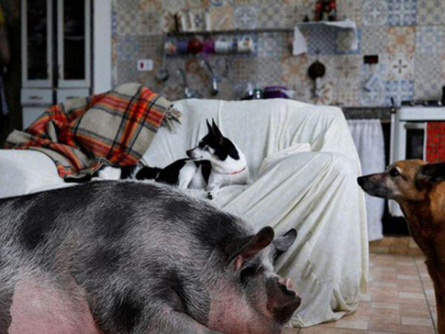 Thế giới - Người phụ nữ mua lợn cảnh mini làm thú cưng, hình dáng con vật sau 3 năm gây choáng váng