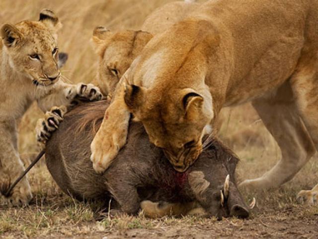 Media - Lợn rừng lang thang tự đến nộp mạng cho "tử thần"