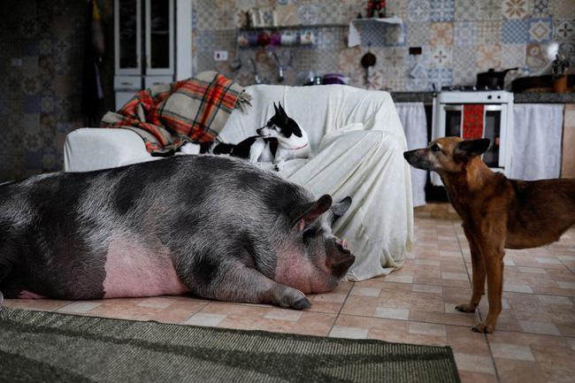 Người phụ nữ mua lợn cảnh mini làm thú cưng, hình dáng con vật sau 3 năm gây choáng váng - 1