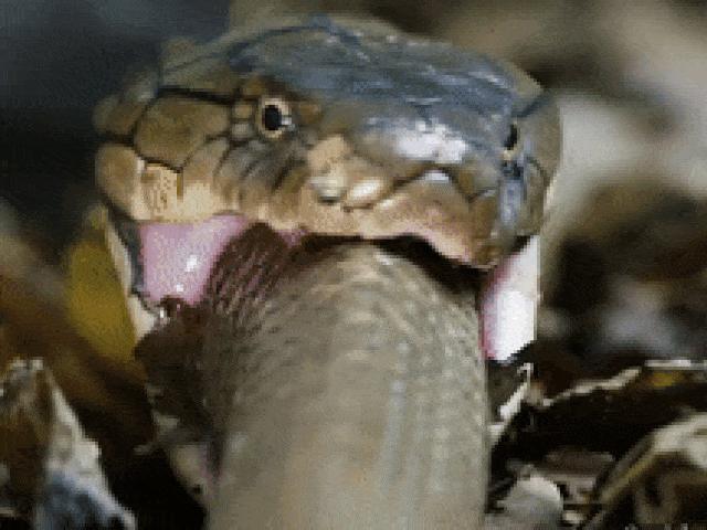 Media - "Mãng xà" tung võ cổ truyền hạ con mồi trong chớp mắt